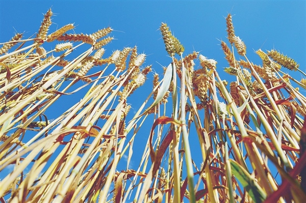 Agrinsieme: manovra, l’agroalimentare come volano della ripresa economica; transizione digitale, incentivi per giovani e sostegno ad aziende colpite da calamità naturali tra le misure proposte in audi